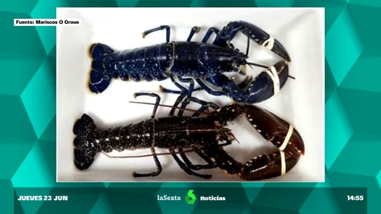bogavante azul zafiro bogavante azul zafiro