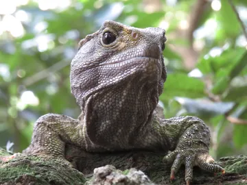 Ejemplar de tuátara (Sphenodon punctatus) Ejemplar de tuátara (Sphenodon punctatus)