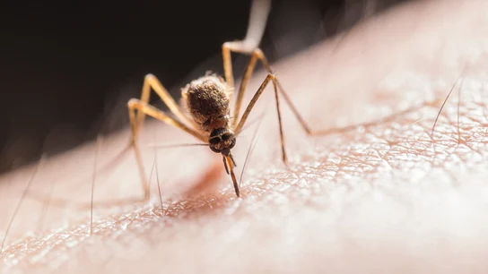 Cómo saber qué bicho te ha picado este verano Cómo saber qué bicho te ha picado este verano