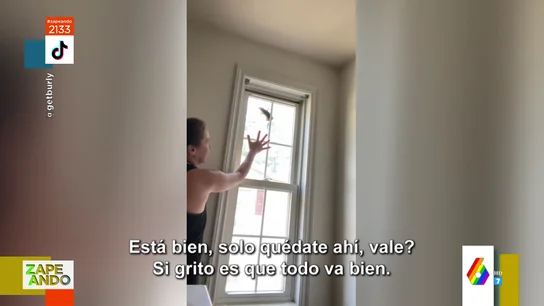 Vídeo viral de una ardilla Vídeo viral de una ardilla