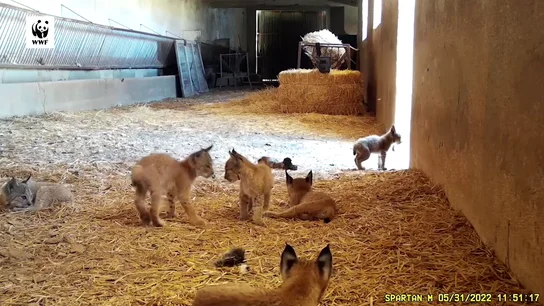 WWF graba una escena única: dos hembras de lince crían seis cachorros en el mismo pajar WWF graba una escena única: dos hembras de lince crían seis cachorros en el mismo pajar
