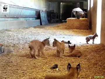 WWF graba una escena única: dos hembras de lince crían seis cachorros en el mismo pajar 