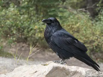La inteligencia y el vuelo han permitido a los cuervos colonizar el mundo La inteligencia y el vuelo han permitido a los cuervos colonizar el mundo