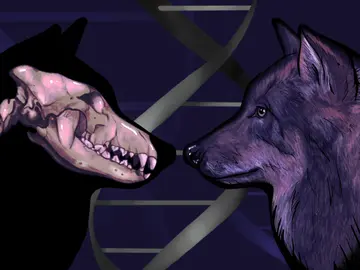 La primera domesticacion de los perros habria surgido en algun lugar de Asia La primera domesticacion de los perros habria surgido en algun lugar de Asia