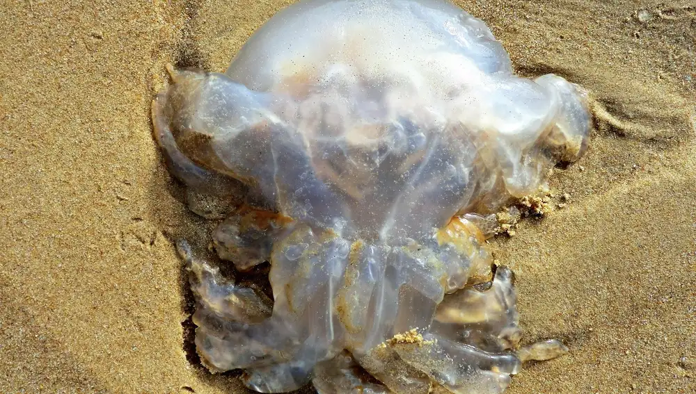 Medusas en la playa