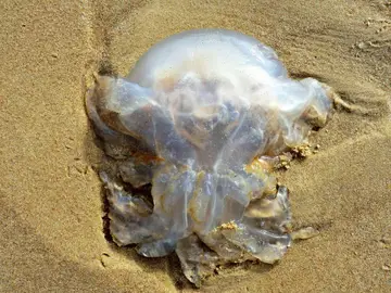 Medusas en la playa Medusas en la playa