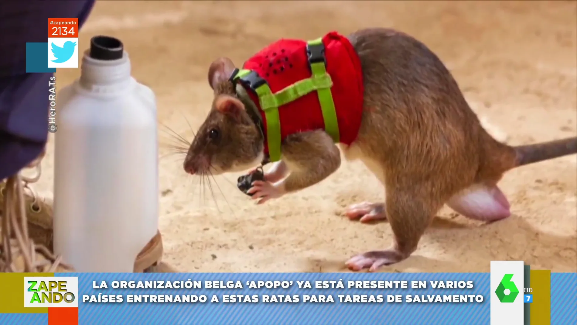 Ratas entrenadas para rescatar y salvar personas