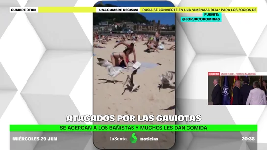 GAVIOTAS GAVIOTAS