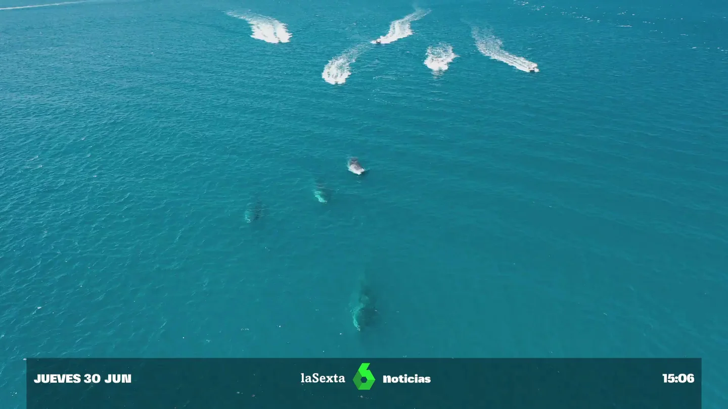 ballenas amenazadas ballenas amenazadas