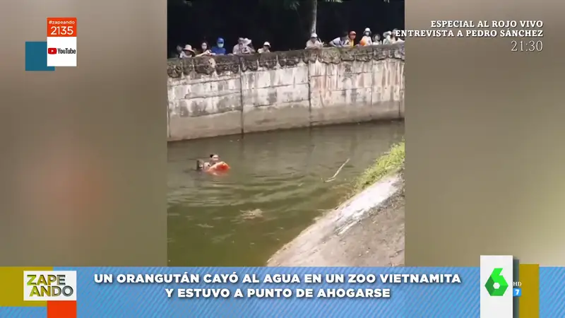 Vídeo viral del rescate de un orangután que se está ahogando