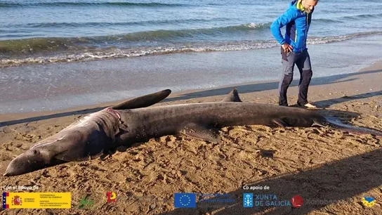 Tiburón peregrino varado en Oleiros Tiburón peregrino varado en Oleiros