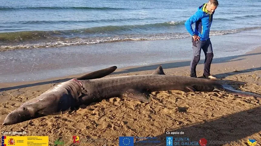 Tiburón peregrino varado en Oleiros