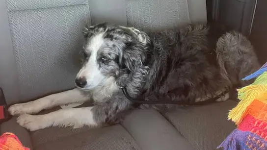 Un perro cae de un barco rumbo a Ibiza y aparece en Murcia: la increíble historia de Jolie Un perro cae de un barco rumbo a Ibiza y aparece en Murcia: la increíble historia de Jolie