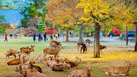 Nara Park