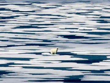 Imagen de archivo de un oso polar en el Ártico