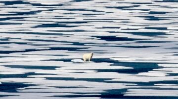 Imagen de archivo de un oso polar en el Ártico