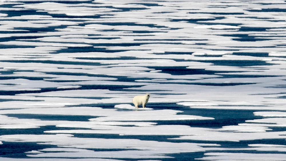 Imagen de archivo de un oso polar en el Ártico