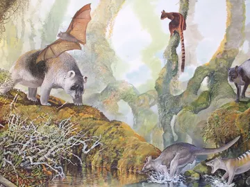 megafauna de Papúa megafauna de Papúa