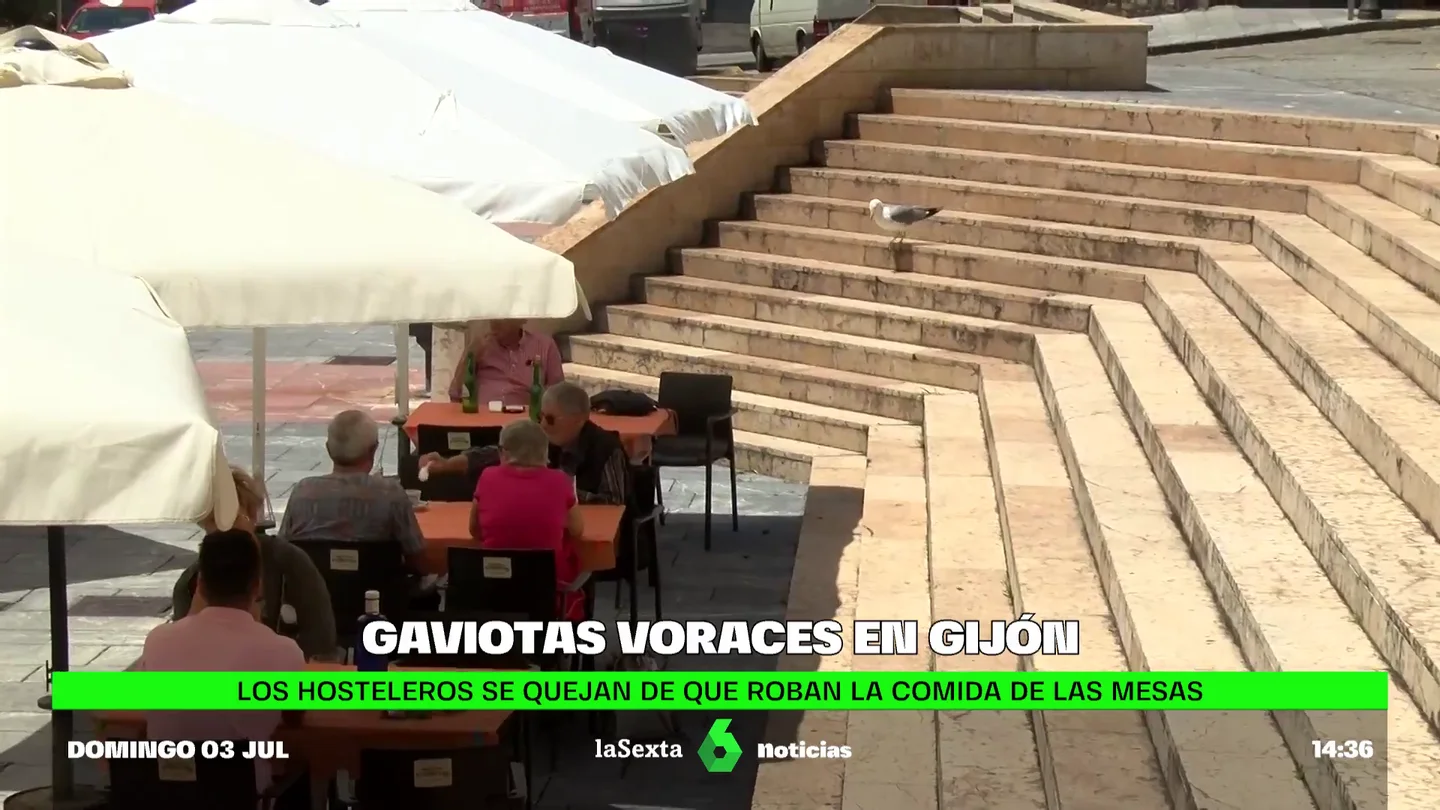 Gaviotas roban comida Gaviotas roban comida