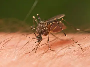 Mosquito Mosquito