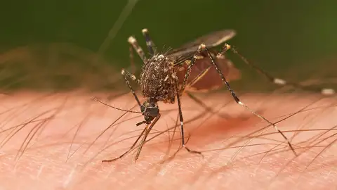 Mosquito Mosquito