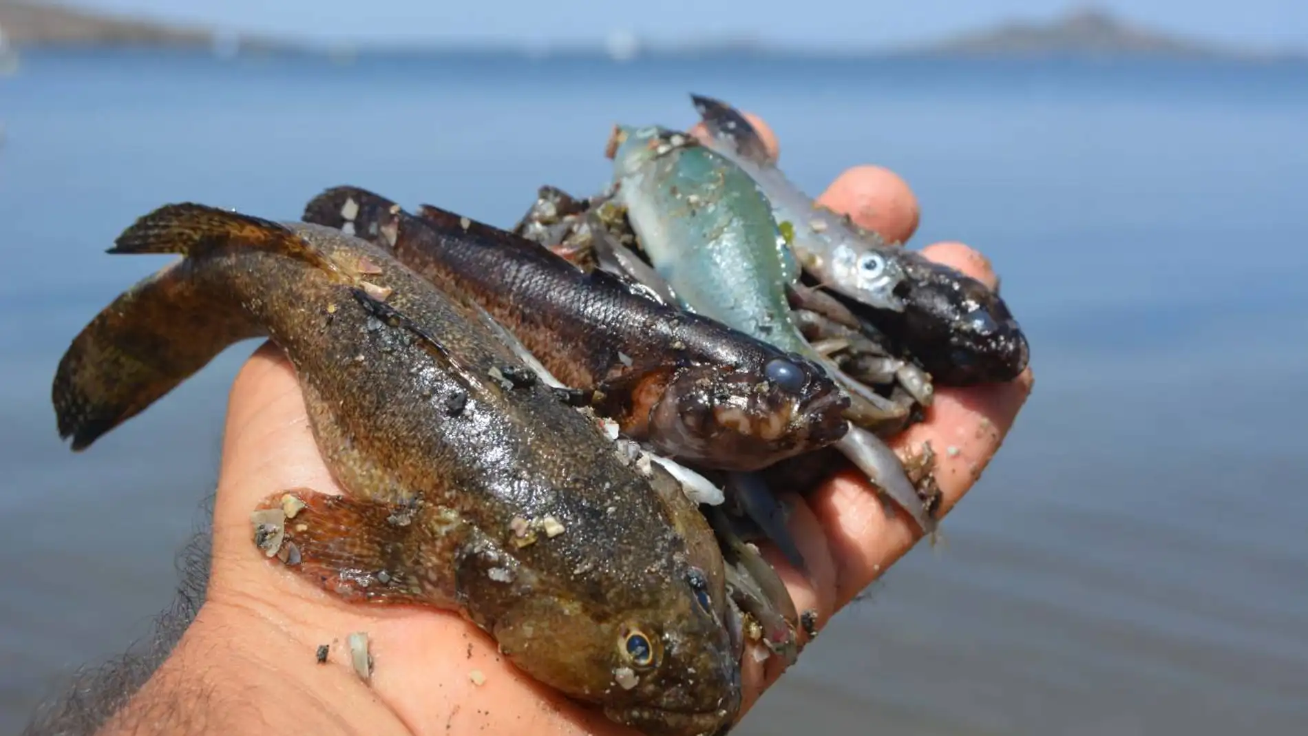 Redes neuronales para el control medioambiental del Mar Menor