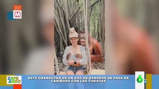 Vídeo viral de un orangután que le toca las tetas a una turista Vídeo viral de un orangután que le toca las tetas a una turista