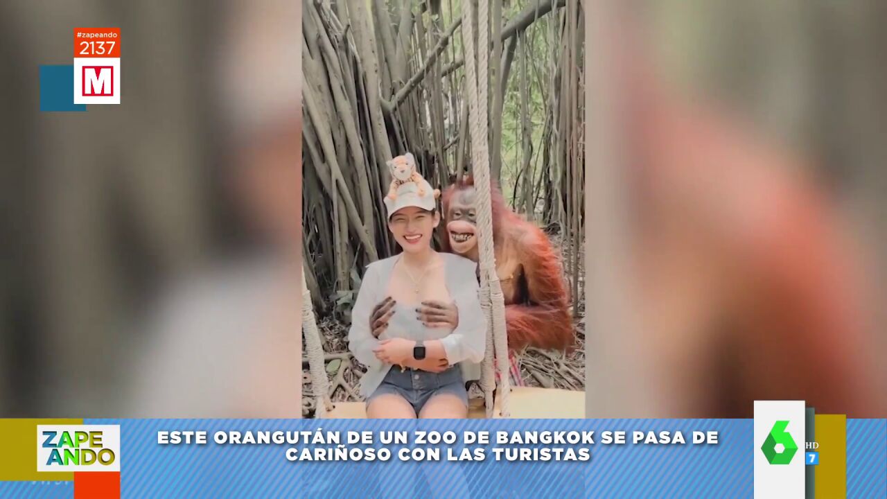 El vídeo viral de un orangután con una turista: así le toca las tetas mientras posan para la foto 