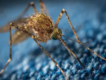Mosquito Mosquito