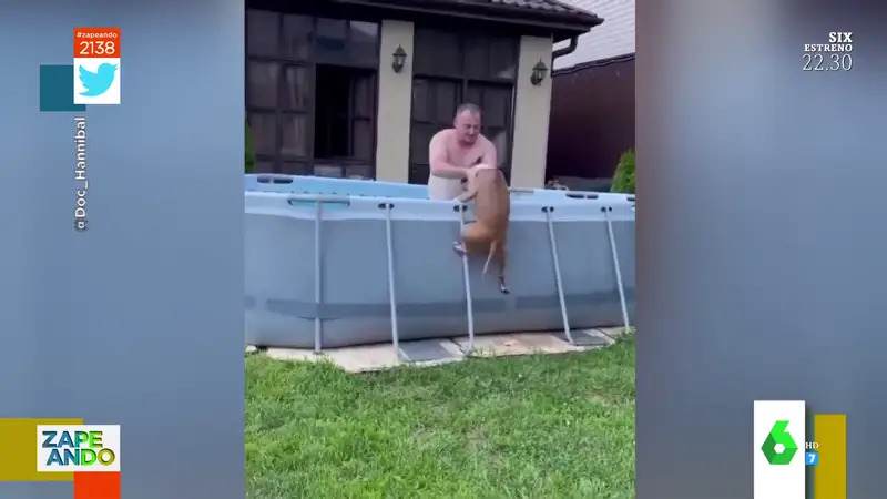 Vídeo viral de un perro que quiere bañarse en la piscina con su dueño