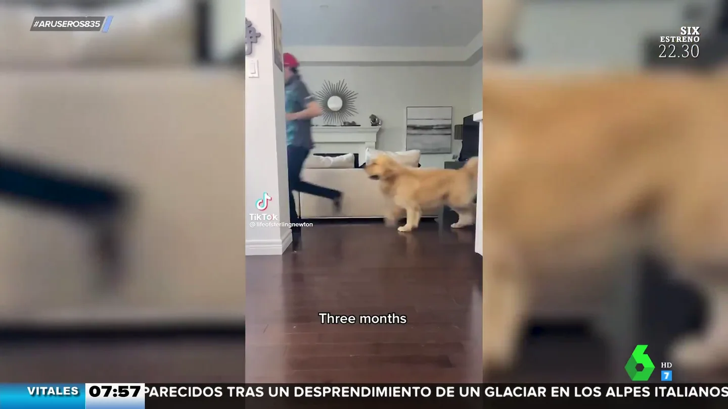 cachorros cachorros