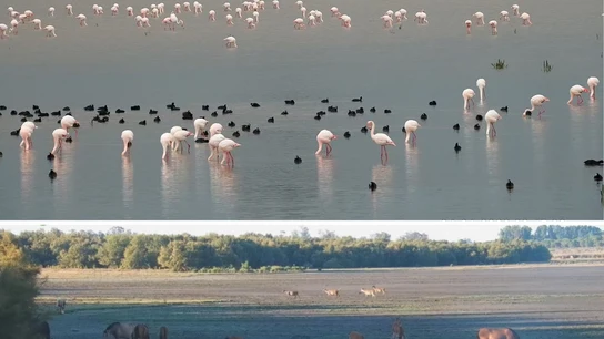Las impactantes imágenes de Doñana: marrón y con la mitad de las aves por la falta de agua Preocupante sequía