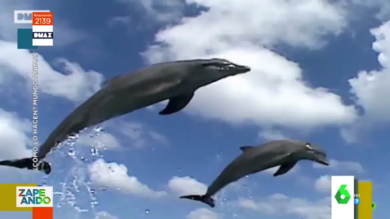 Por esta razón se considera a los delfines seres con una inteligencia avanzada 