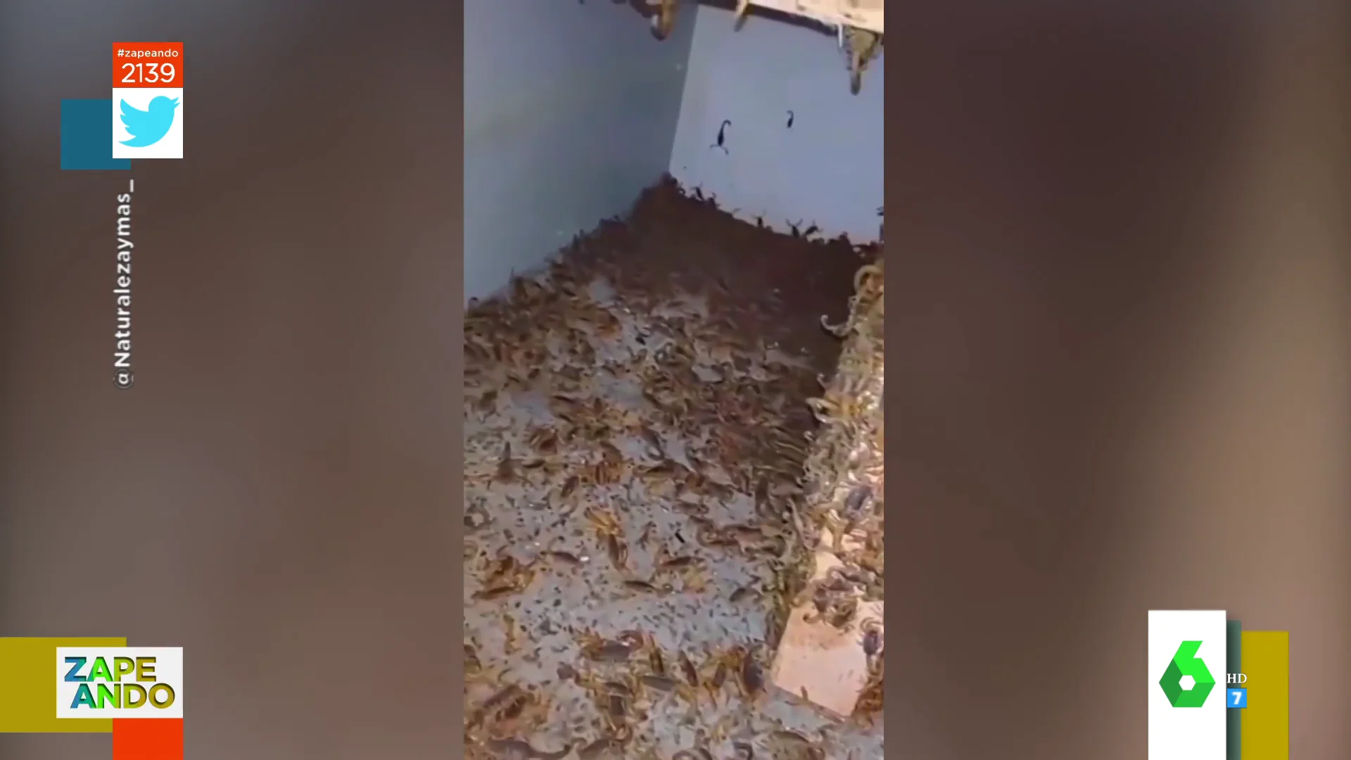 Vídeo viral de una casa con alacranes