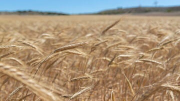 Espigas de trigo en los campos de Boquiñeni, población cercana a Zaragoza Capital