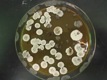 Bacterias Bacterias