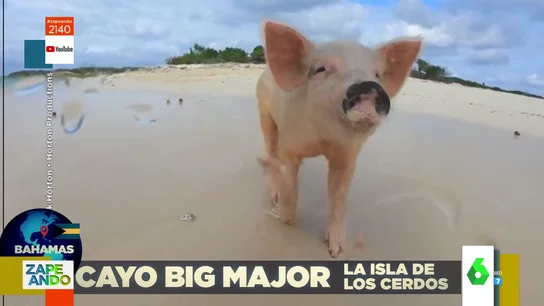 animales animales