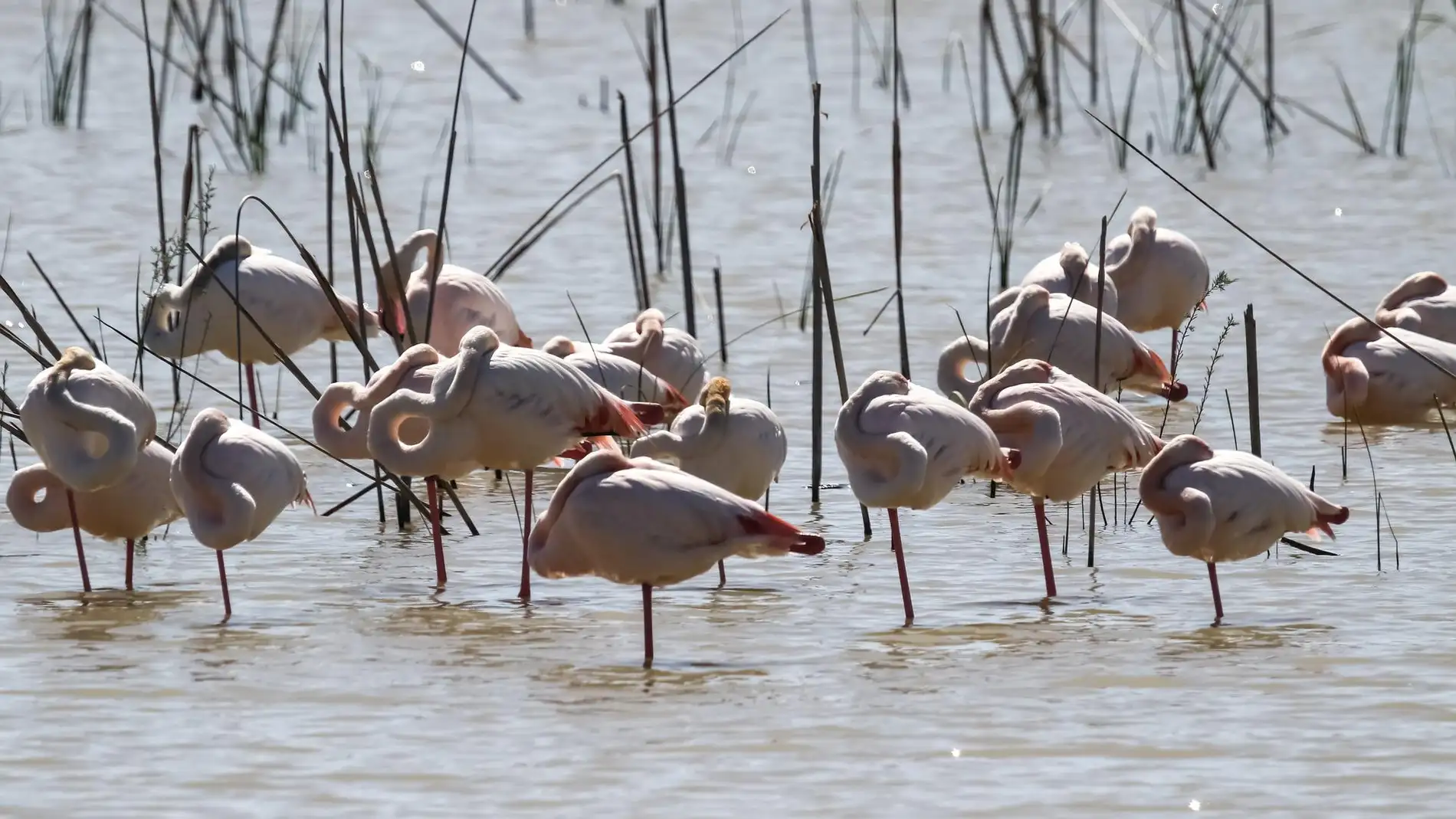 La sequia lleva a Donana a los numeros mas bajos de aves acuaticas de los ultimos 40 anos