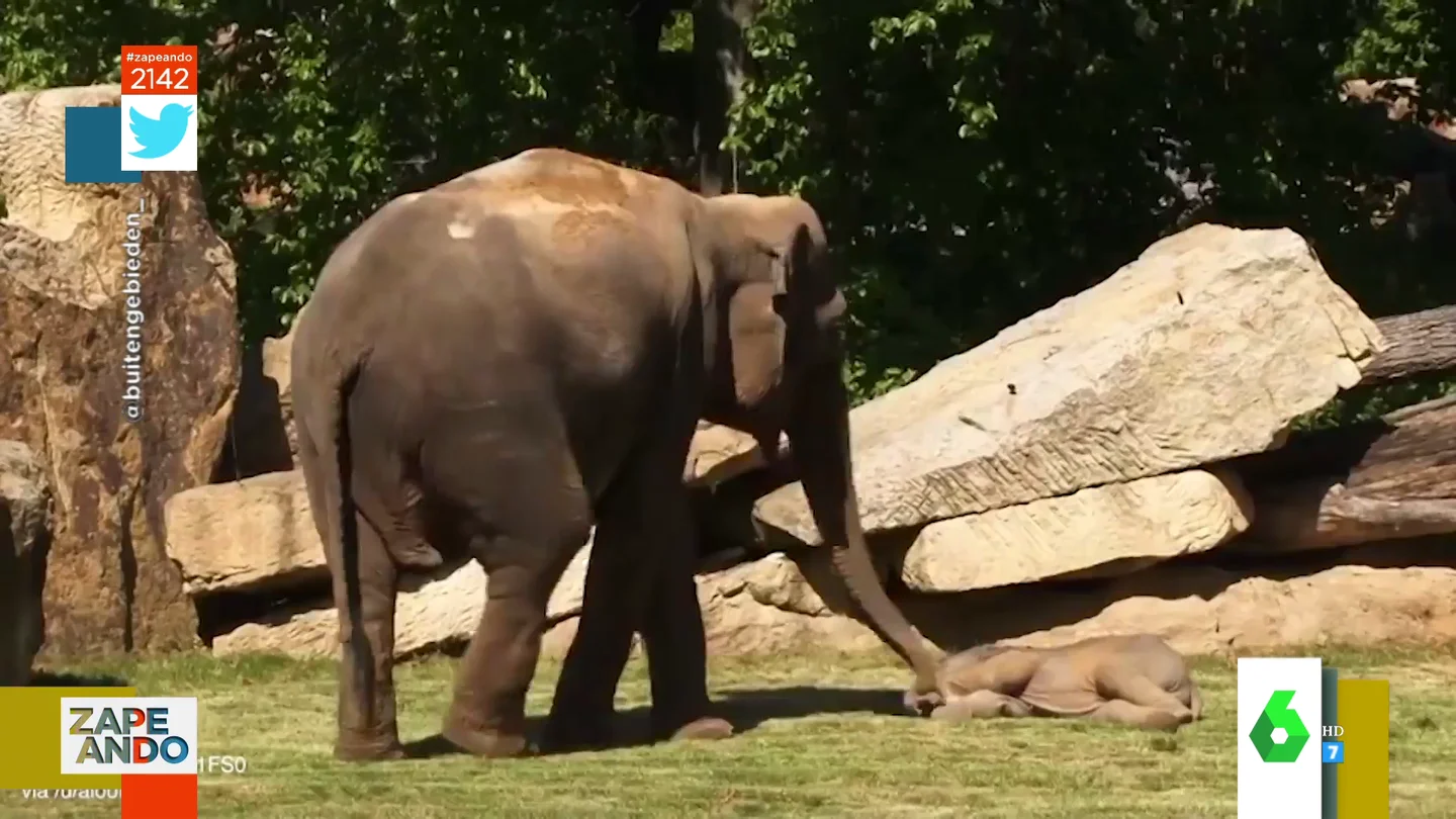 Vídeo viral de una cría de elefante dormida Vídeo viral de una cría de elefante dormida