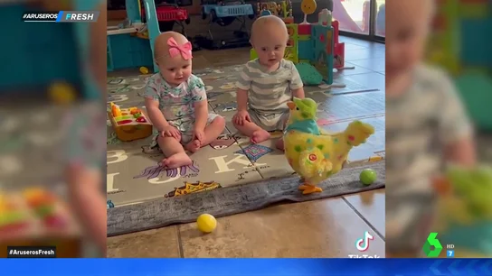 gallina bebés gallina bebés