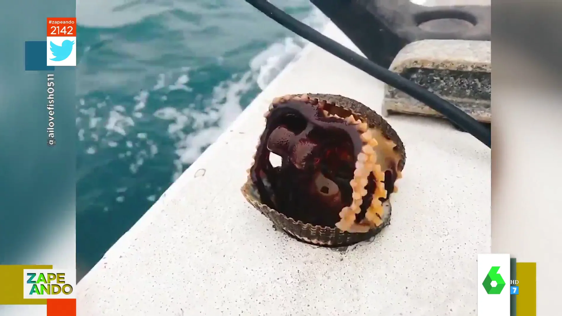 Vídeo viral de un pulpo camuflado en una concha