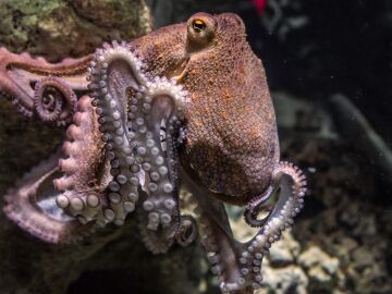 fotografía de un pulpo