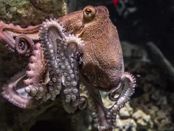 fotografía de un pulpo fotografía de un pulpo
