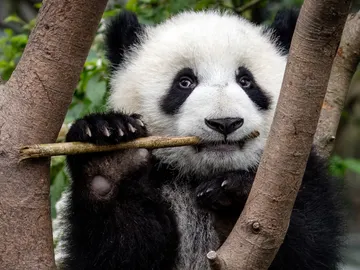 panda masticando bambú panda masticando bambú