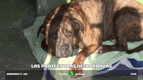 Imagen de un perro en una protectora Imagen de un perro en una protectora