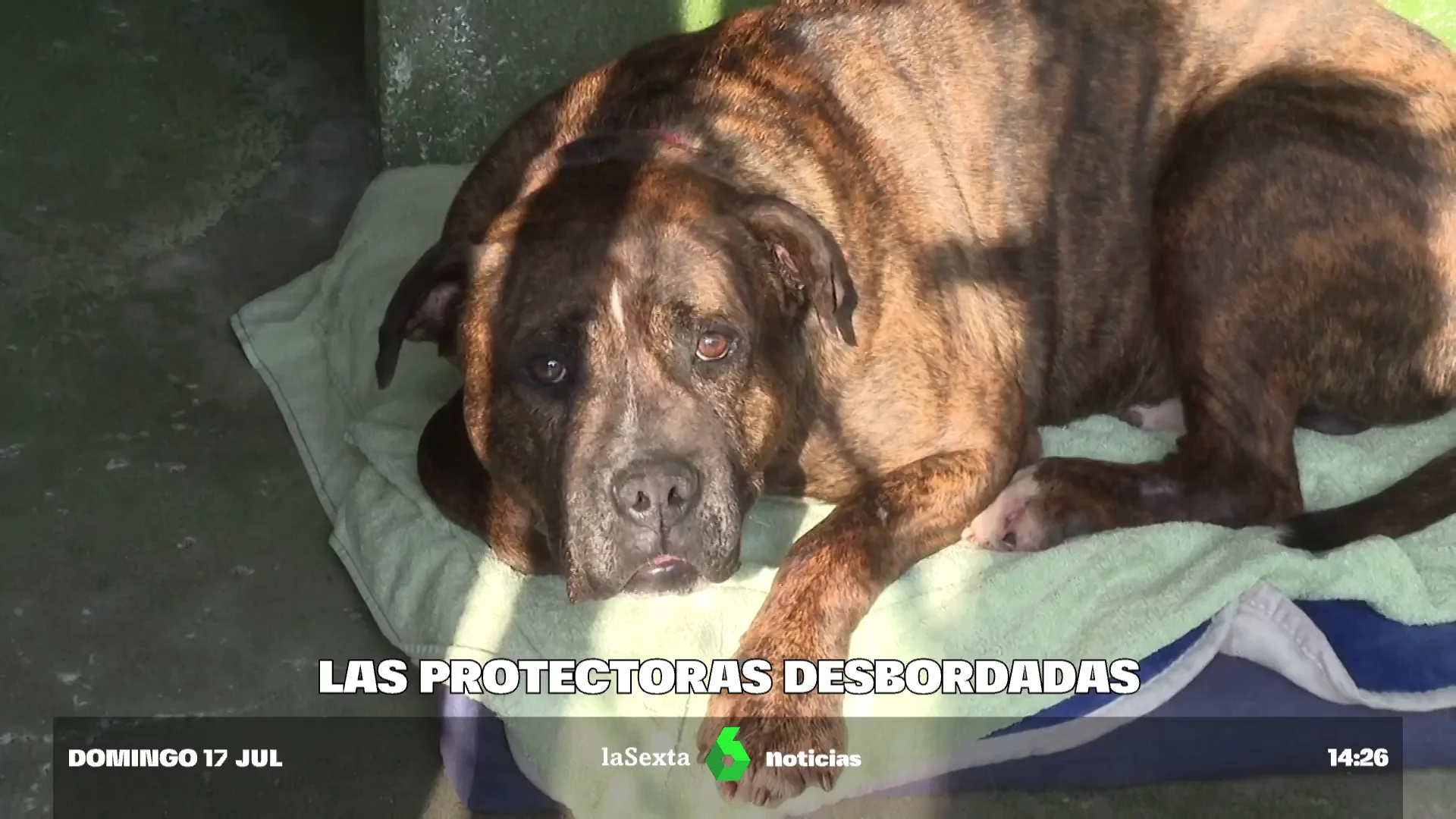 Imagen de un perro en una protectora