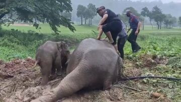 Las increíbles imágenes del rescate de una elefanta y su cría en medio de una tormenta