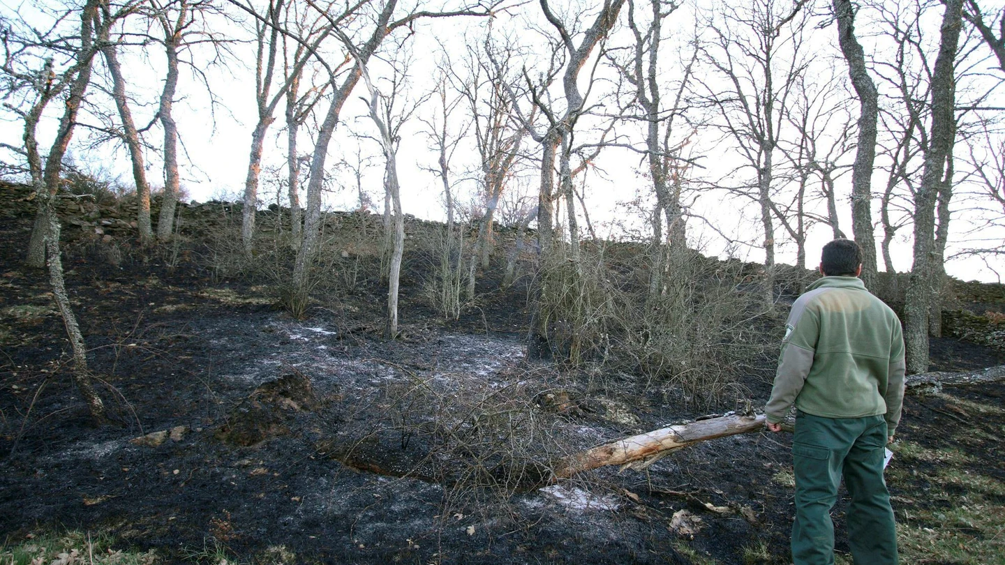 Un agente forestal comprueba el perímetro del incendio declarado en Losacio de Alba Un agente forestal comprueba el perímetro del incendio declarado en Losacio de Alba