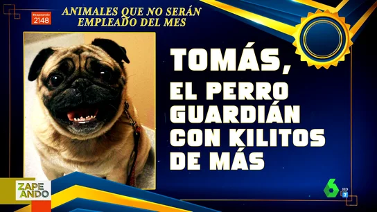 Vídeo viral de un perro Vídeo viral de un perro