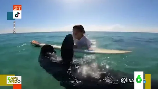 Un manatí roba la tabla de surf a un niño Un manatí roba la tabla de surf a un niño